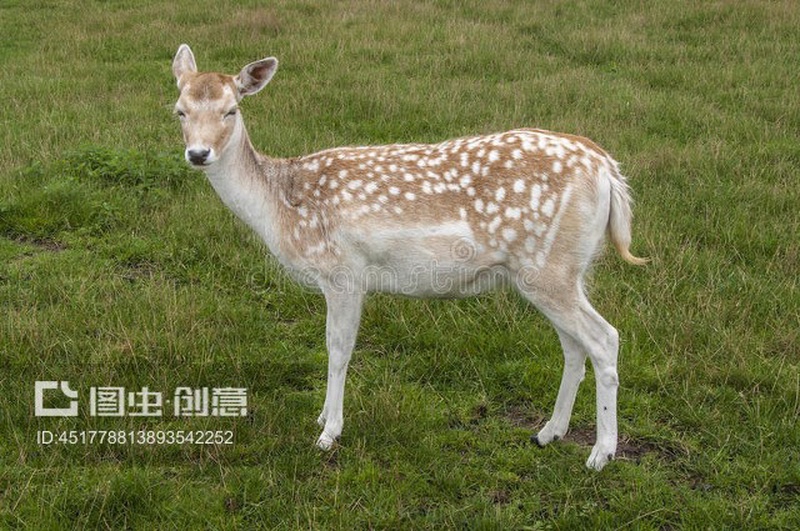 白鹿